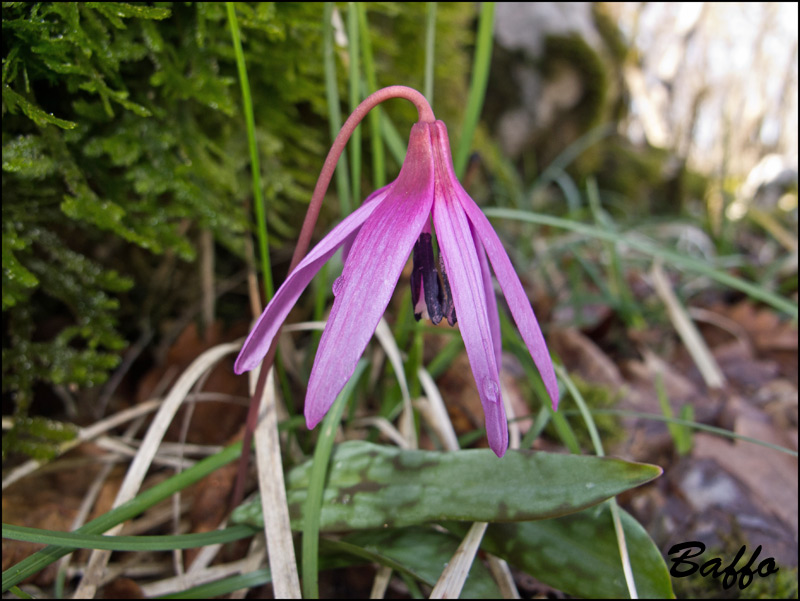 Erythronium  dens-canis